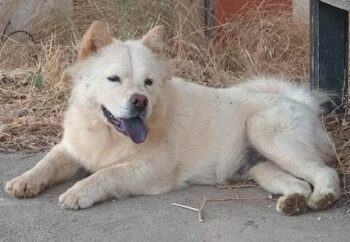 Kuschelige weiße Chow-Chow-Hündin Princess sucht ein Zuhause