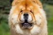Portrait of a dog chow chow