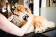 Female groomer brushing chow chow at grooming salon.
