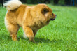 Chow chow dog. Beautiful dog chow-chow in the park.