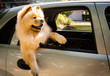 Funny chow chow