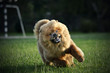 Chow chow running on the grass