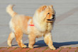 Chines chow chow dog is walking isolated 